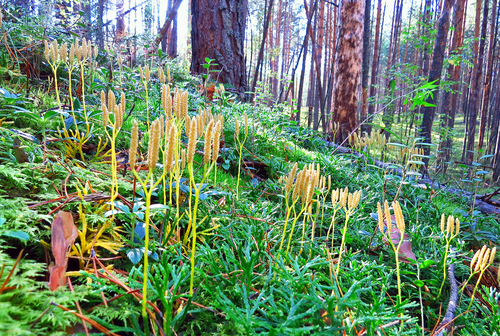 UX/UI Design Conference